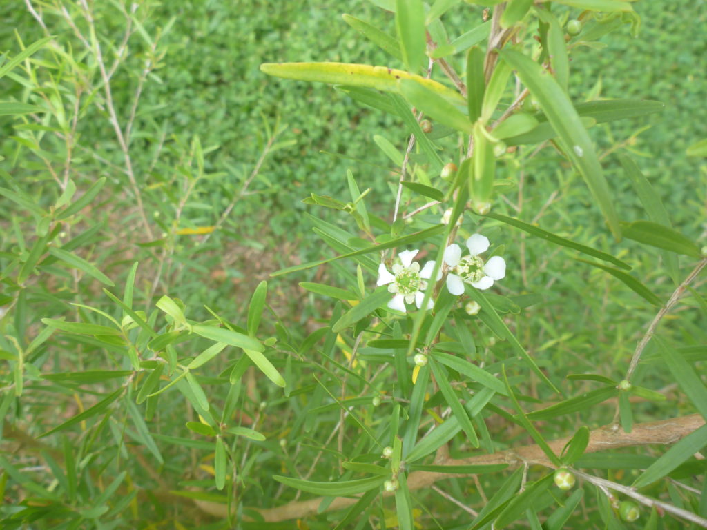 Australian Rose Essential Oil Essentially Australia