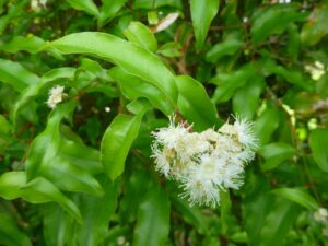 Anise Myrtle essential oil flowering