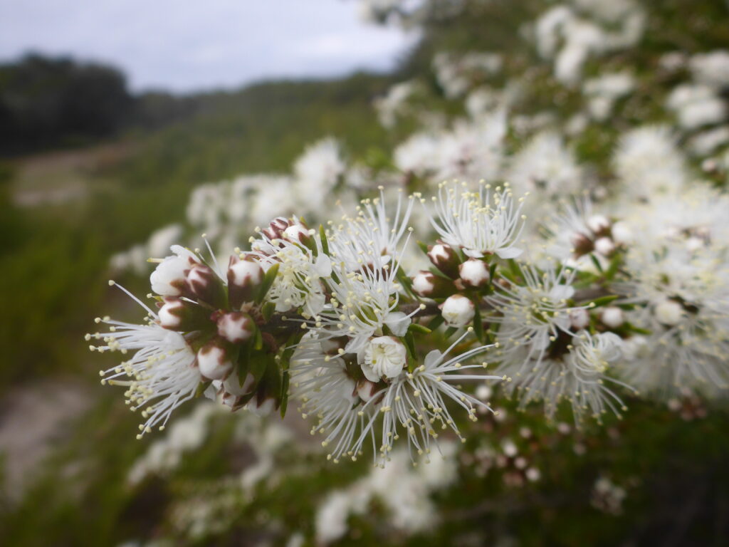 Kunzea Essential Oil Kunzea Oil Essentially Australia