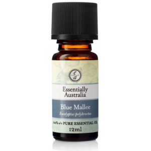Blue Mallee Eucalyptus, Mallee eucalyptus, eucalyptus blue essential oil uses, blue gum eucalyptus