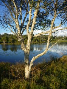 Nerolina tree, Byron Bay wetlands