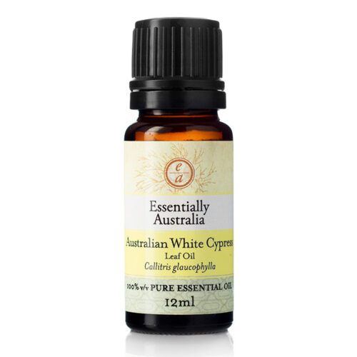 australian white cypress essential oil, white cypress, cypress pine, White Cypress leaf essential oil uses