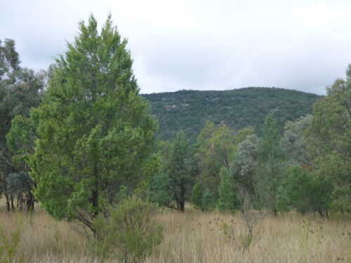 45+ White Cypress Essential Oil Gif