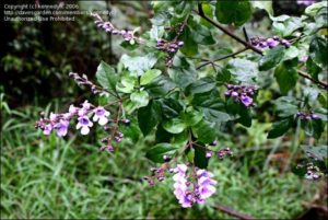 Australian Balm Mint Bush Flowers