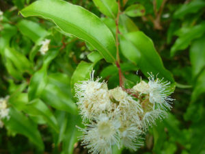 Anise Myrtle essential oil plant in flower