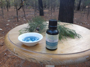 Australian Blue Cypress in Australian Blue Cypress Plantation an Australian Essential Oil