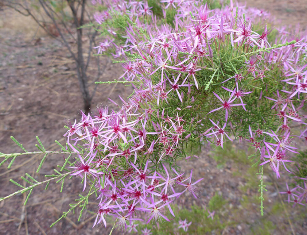 Best quality essential oils in Australia Essentially Australia