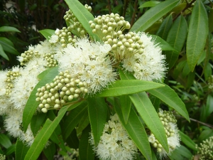 Lemon Myrtle flower