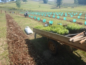 Essentially Australia, Byron Bay essential oils, about us, Plant cart and planting out