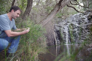 Start of the Story Lemon Tea Tree Minyon Falls