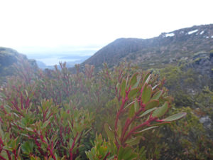 Tasmanian Native Pepper plant on Mt Wellington