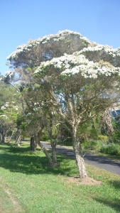 Tea Tree Melaleuca alternifolia by Byron Sports Complex