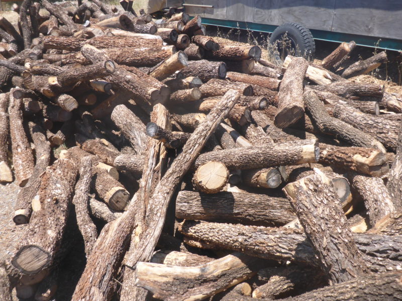 Buddha Wood Essential Oil Essentially Australia