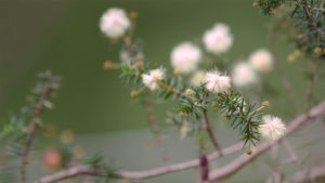 Australian Balm Mint Bush Flowers