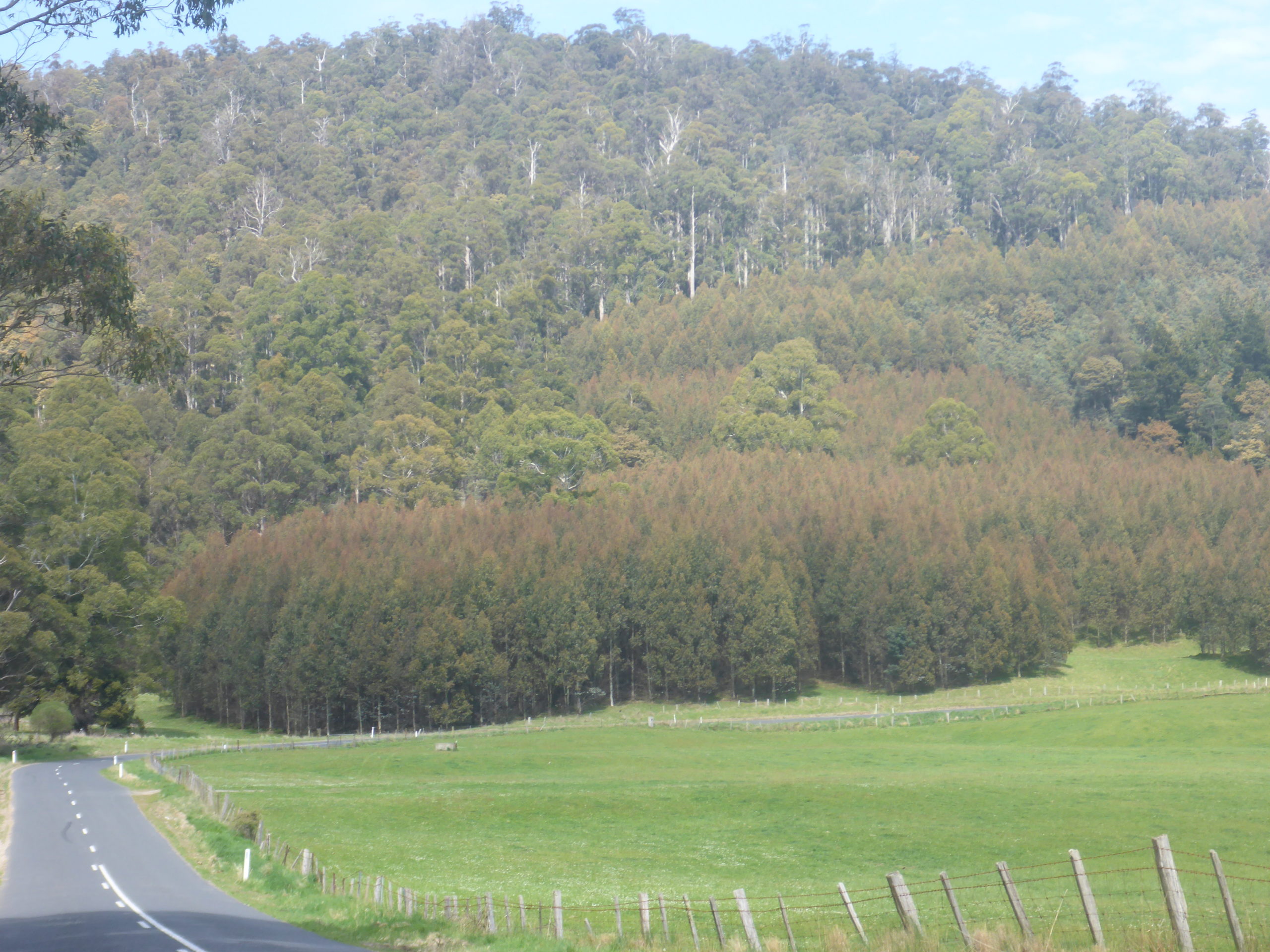 Eucalyptus Blue Gum Plantation