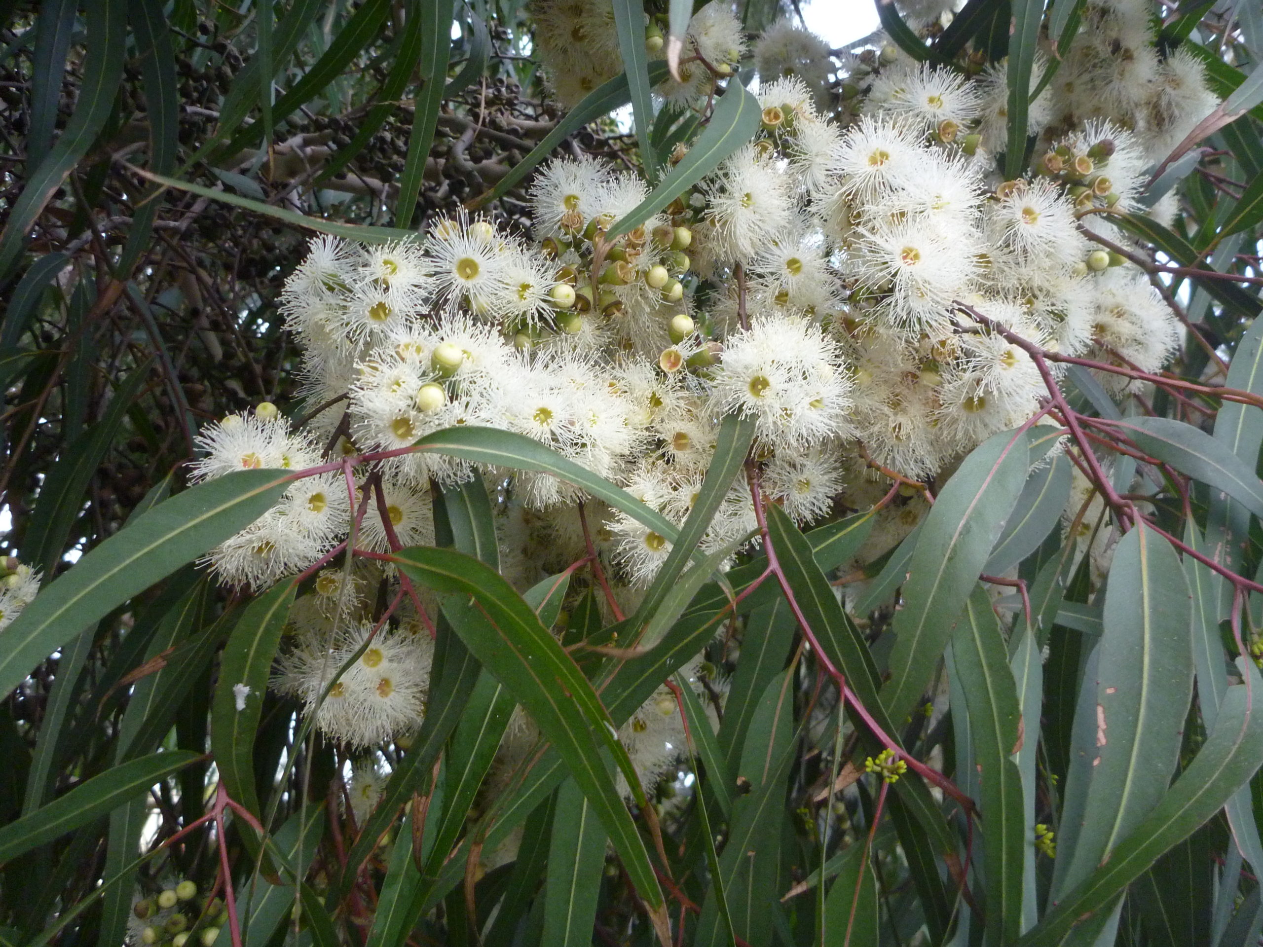 Eucalyptus Lemon Scented Gum flowers, eucalyptus essential oils, Australian eucalyptus oils