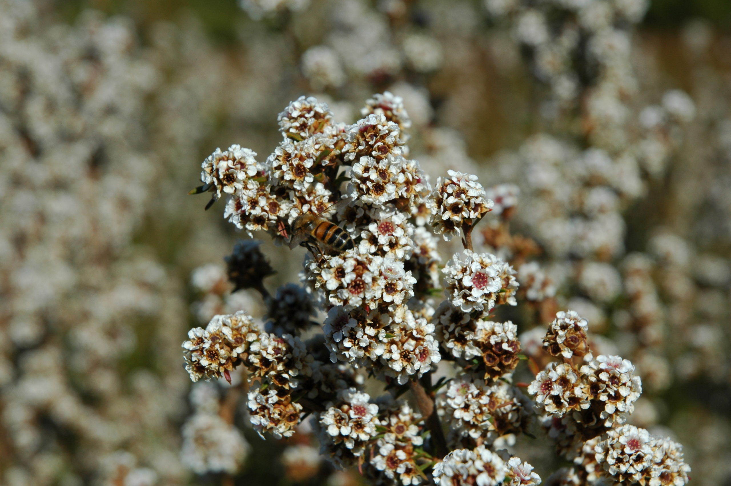 Fragonia flower