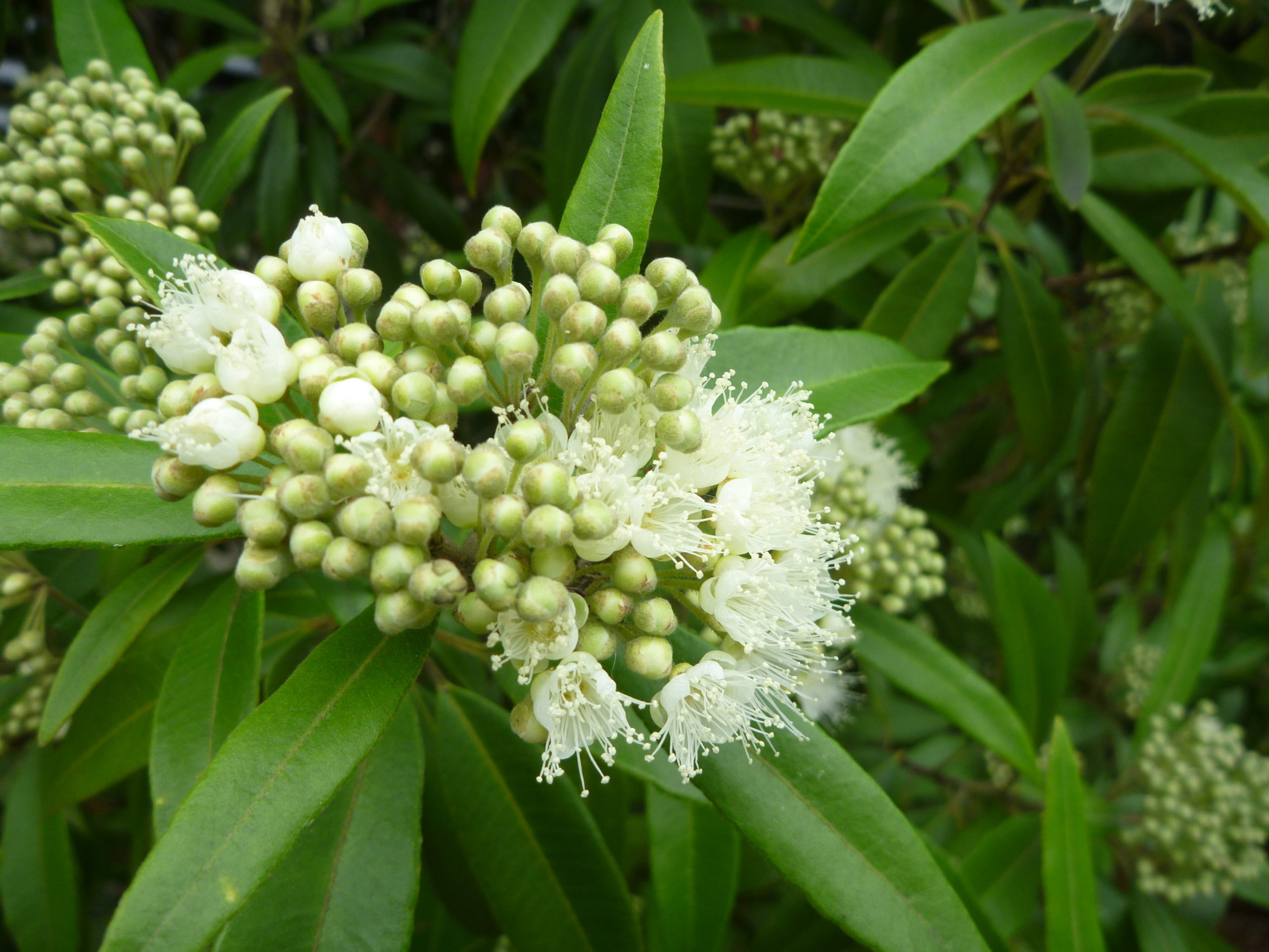 History of Australian Essential Oil