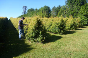 Lemon Myrtle Essential Oil, Lemon Myrtle Oil, Australian lemon myrtle plantation