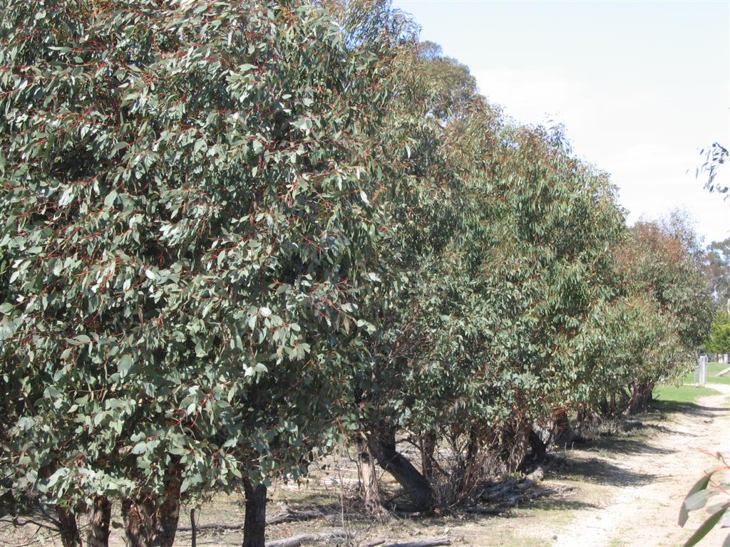 Eucalyptus Peppermint Gum