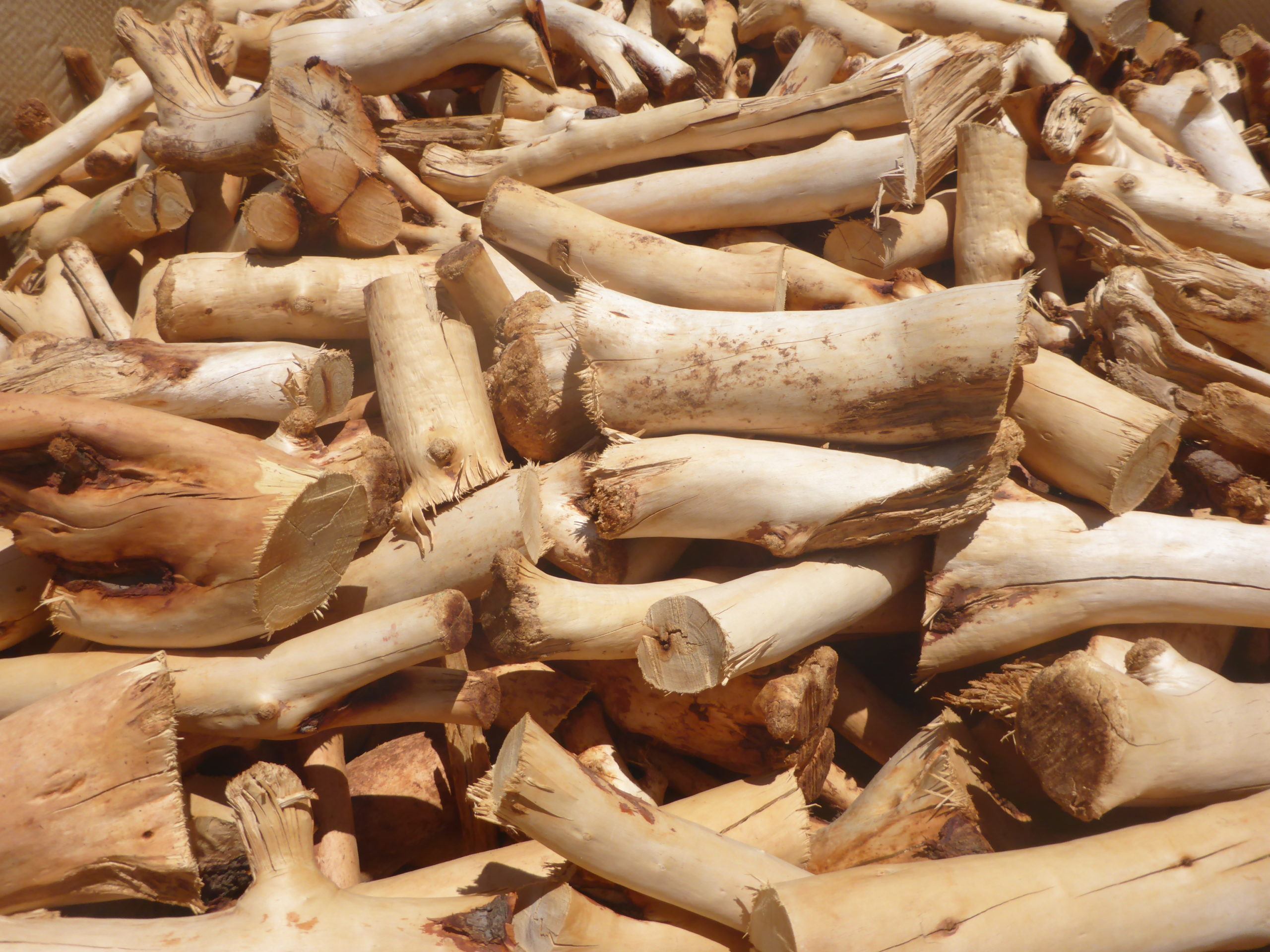 Australian Sandalwood plantation timber before distillation, sandalwood oil