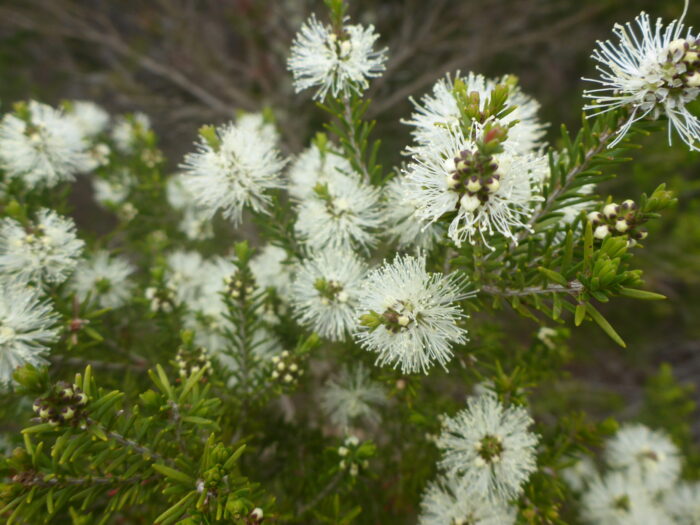 Rosalina Essential Oil | Essentially Australia