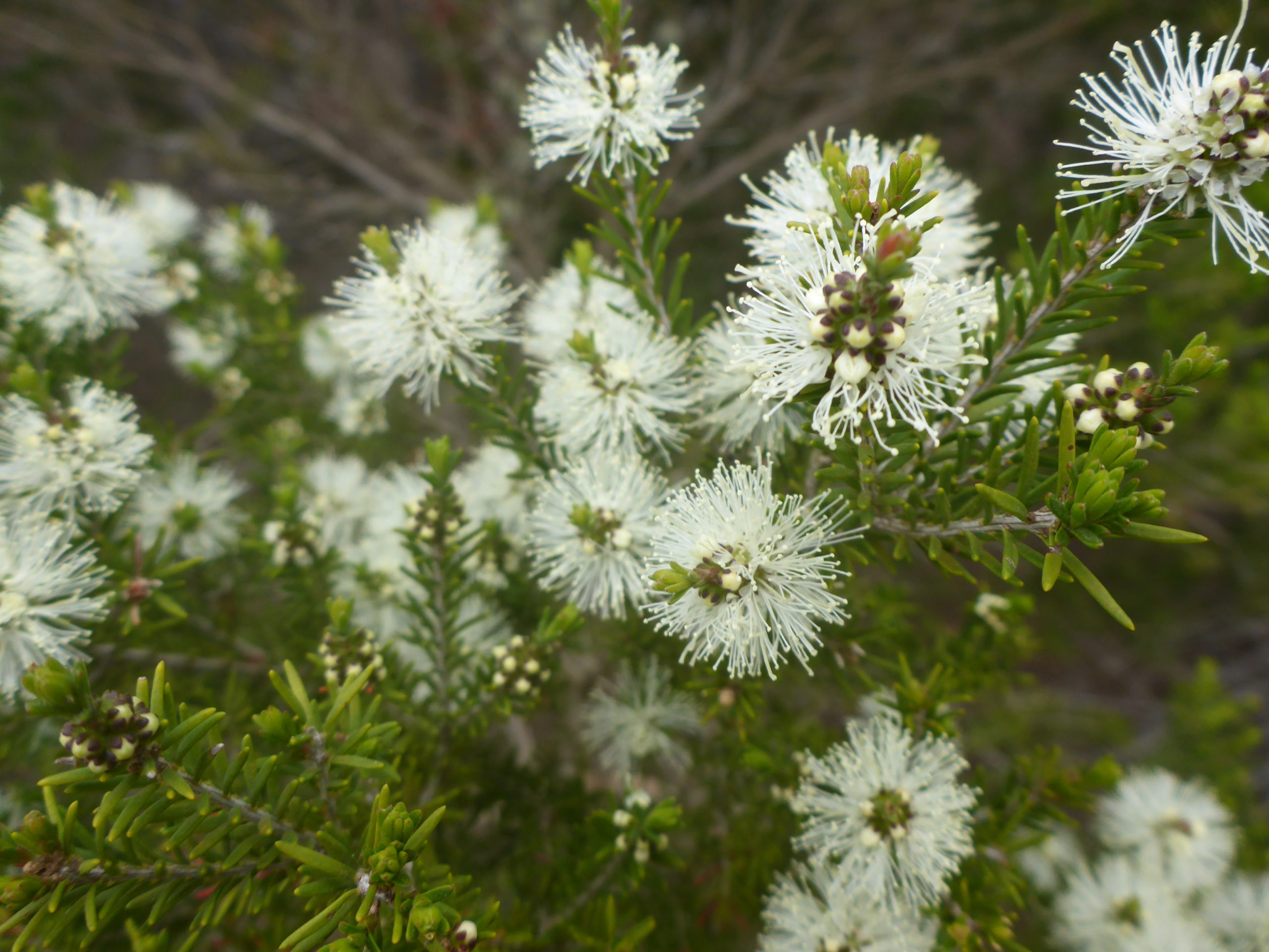 Rosalina Essential Oil