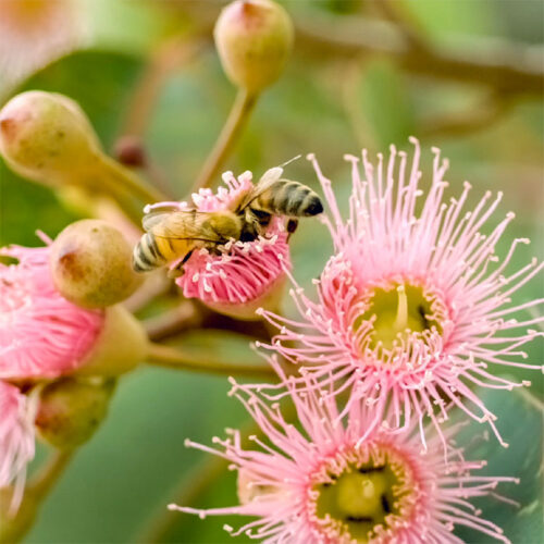 Eucalyptus flower and bees Essentially Australia