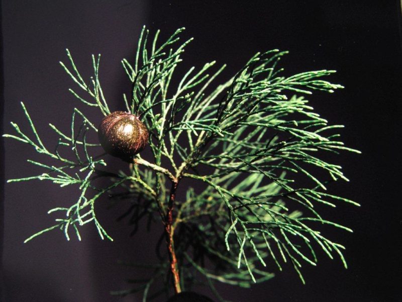 Australian Blue Cypress Essential Oil Benefits Essentially Australia