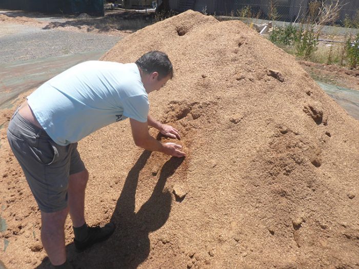 Buddha Wood Essential Oil Essentially Australia