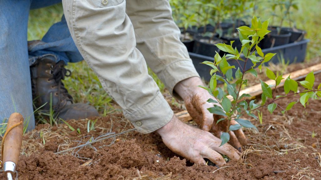 Greg Trevena Planting Lemon Myrtle