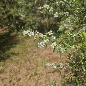 Rainbow Myrtle with flower