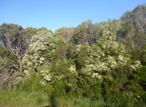 rosalina essential oil