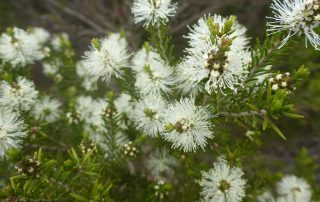 rosalina essential oil