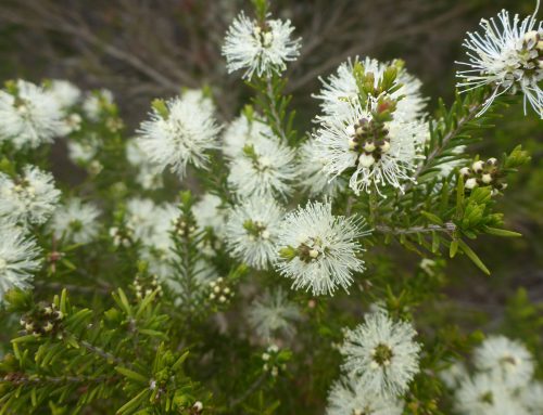 Rosalina Essential Oil – Benefits, Uses & How to Use It