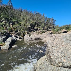 Australian White Cypress Essential Oil