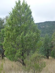 Australian White Cypress Essential Oil