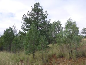 Australian White Cypress Essential Oil