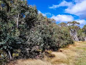 Eucalyptus Peppermint Essential Oil