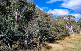 Eucalyptus Peppermint Essential Oil