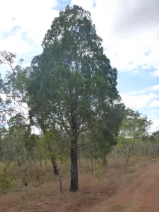 Australian Blue Cypress Wild Tree