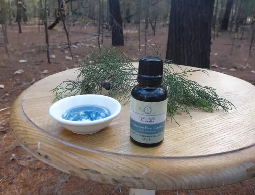 Australian Blue Cypress Essential Oil Benefits for Skin