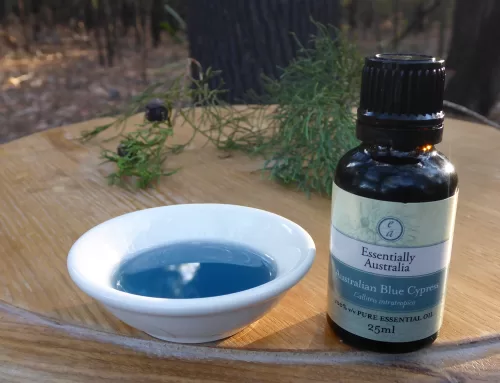 Australian Blue Cypress Essential Oil Benefits for Skin