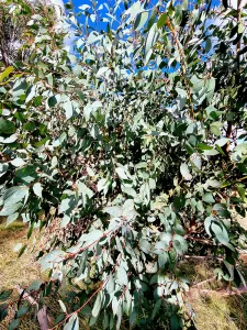 Eucalyptus Peppermint essential oil