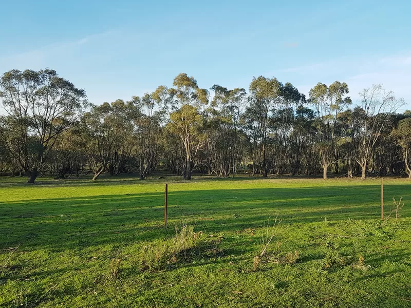 Eucalyptus Peppermint Essential Oil