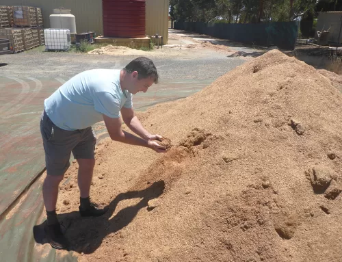 Australian Sandalwood Essential Oil: 4 Ways It Can Support Calm, Radiant Skin