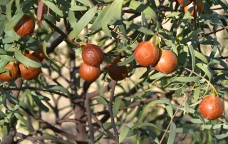 sandalwood nut essential oil
