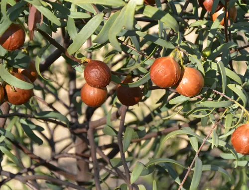 Sandalwood Nut Oil Benefits for Ageing Skin | Natural Anti-Ageing Oil